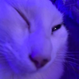 Meet your Posher, Isabella